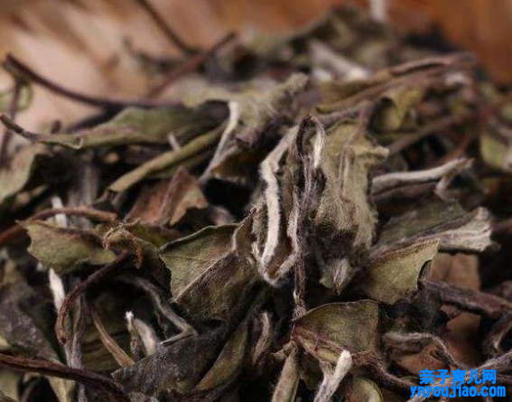  白茶的特点 白茶有消炎降火和养肝护肝的作用吗