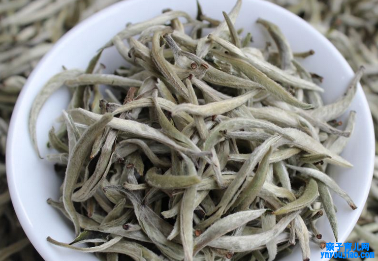  湖南白茶的功效与作用有哪些 湖南安化白茶的好处和益处介绍