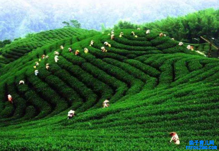  湖南省黑茶生产地在哪里 快来看看湖南有哪些黑茶叶产地