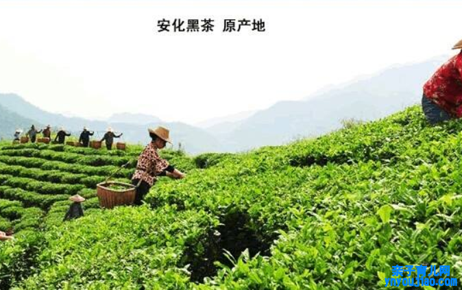  湖南安化黑茶产地在哪里 安化黑茶的起源和产地的介绍