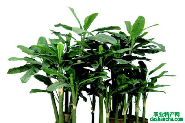 房间里放什么植物可以净化空气 养护方法整理