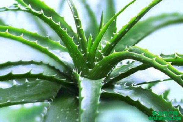 什么植物可以吸收甲醛 对植物有什么影响吗