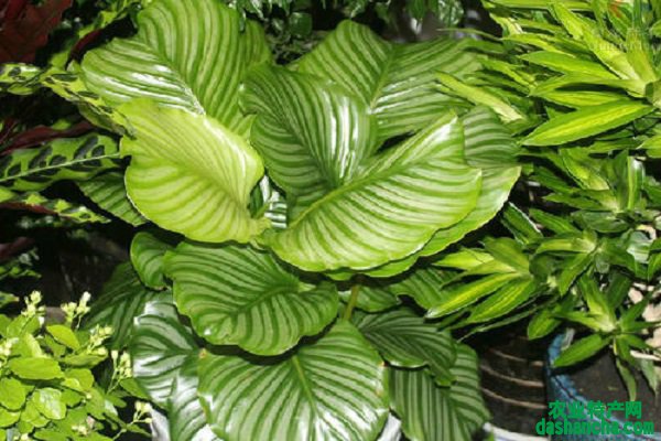 有什么植物可以净化空气 吸收有毒物质的植物