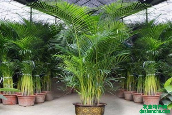 适合室内养护的大型盆栽植物有哪些