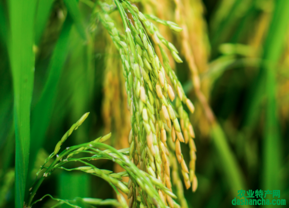 水稻种植如何科学管理 水稻如何管理能高产