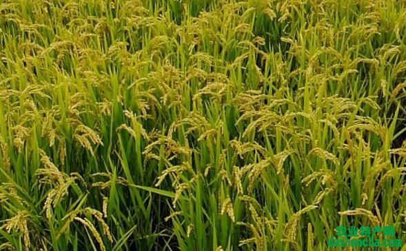 水稻优质高产栽培技术是什么 如何防治水稻病虫害