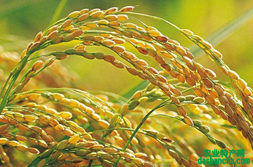 水稻栽培怎么苗床炼苗 大棚水稻苗床通风炼苗方法是什么