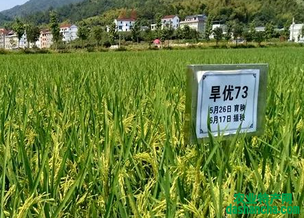 节水抗旱稻旱优73的种植表现怎么样 如何栽种能高产