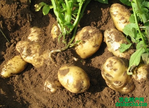 免耕马铃薯的栽培方法是什么 有什么好处
