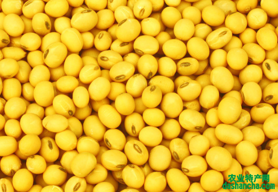 黄豆叶子发黄是什么原因 黄豆应该怎么种植