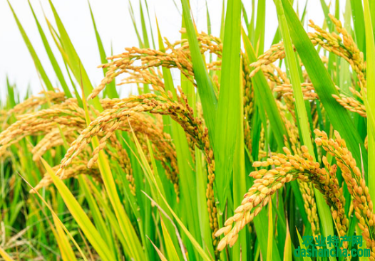 提高水稻种植经济效益的方法分析