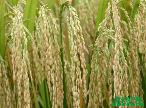 水稻穗上长芽是怎么回事 怎么预防好