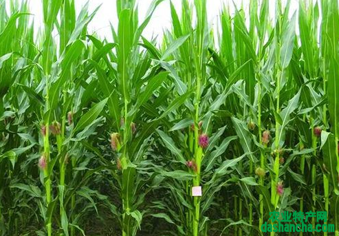 玉米种植的高产方法是什么 选种很重要