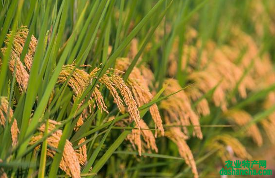 水稻三虫的用药方法是什么 如何进行防治
