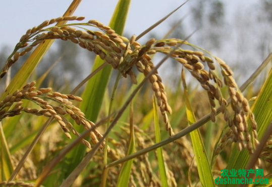 水稻种植技术对水稻产量和品质的影响有多大 水稻应该怎么养殖