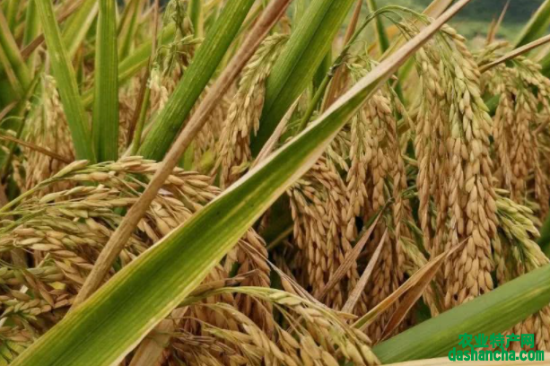 6月水稻种植管理要点是什么 有哪些注意事项