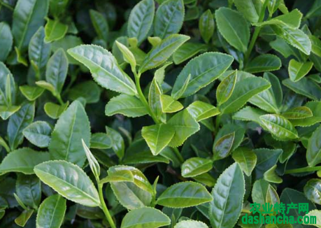 茶树的科学施肥方法 茶树怎么高质量施肥