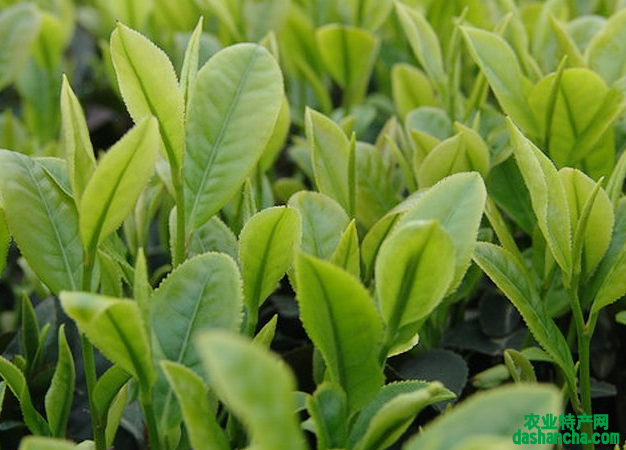 茶园种植高产方法是什么 如何对茶园进行管理