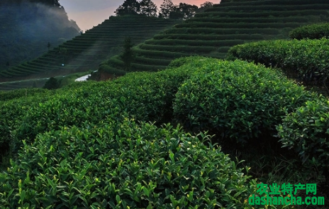茶叶冬季清园注意什么 茶树冬季怎么养殖