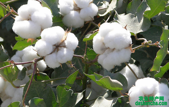2021年棉花前期生产技术指导意见 棉花应该怎么养殖
