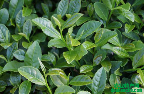 2021年茶树主要病虫害防控技术 茶树养殖需要注意什么