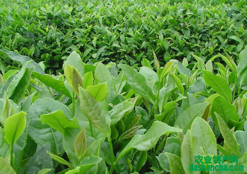茶树如何预防倒春寒 茶树应该怎么养殖