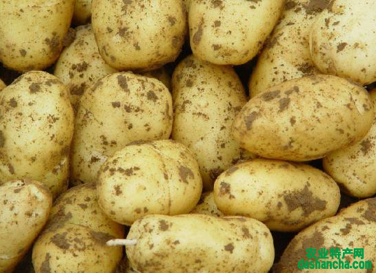 马铃薯施肥的要点是什么 需要注意些什么