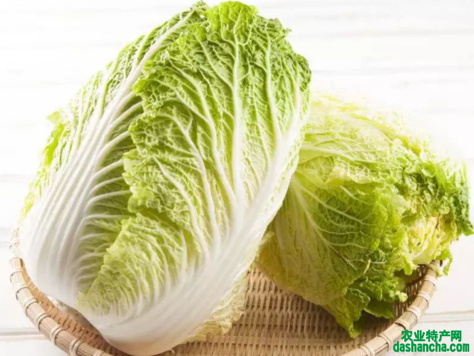 种白菜如何补施钙肥 白菜高产的方法是什么