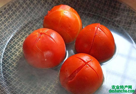西红柿黄叶是什么原因 有哪些补救措施