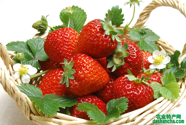 草莓的种类有哪些 有什么不同的优点