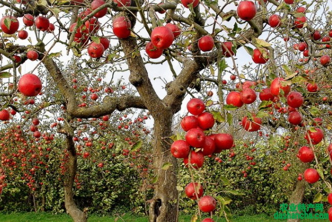 苹果树怎样栽种 栽种时的科学管理方法是什么