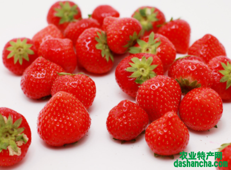 草莓种植时间和方法 草莓怎么高产养殖