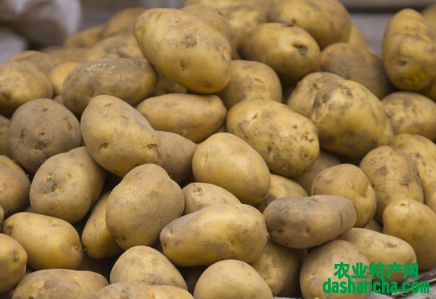 春天马铃薯覆膜栽培 马铃薯播种养殖方法总结