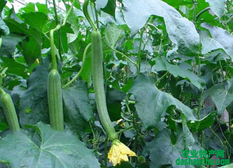 加强冬季管理  提高丝瓜产量的养殖方法总结