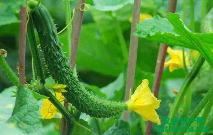 冬春茬黄瓜管理要注意什么 黄瓜怎么高产养殖