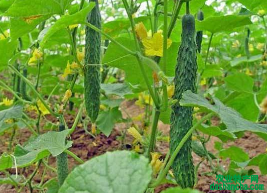 5月蔬菜种植常见病虫害有哪些 防治药剂是什么