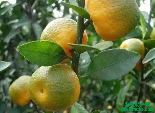 4月份柑橘花期如何管理 病虫害防治方法是什么