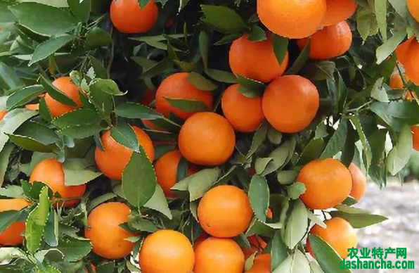 秋季柑橘施肥技术 柑橘怎么用肥