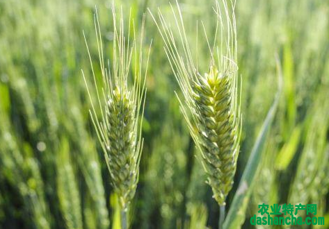 冬小麦生长旺盛期怎么做能高产 有哪些注意事项