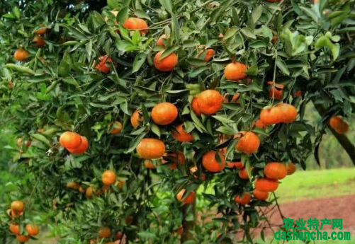 柑橘园六月管理重点 柑橘怎么养殖比较好