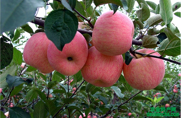 六月苹果树如何栽培管理 有哪些注意事项