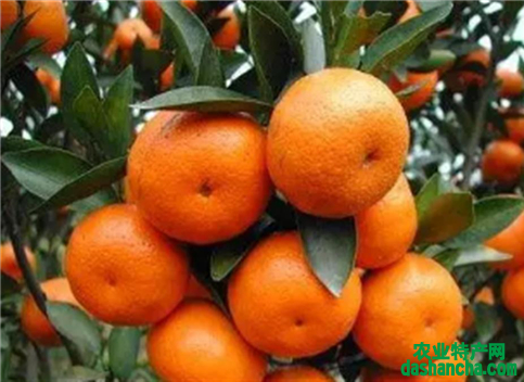 11月柑橘果树如何种植管理 管理要点有哪些