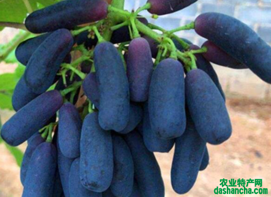 千万不要种蓝宝石葡萄的原因 蓝宝石葡萄的优缺点是什么