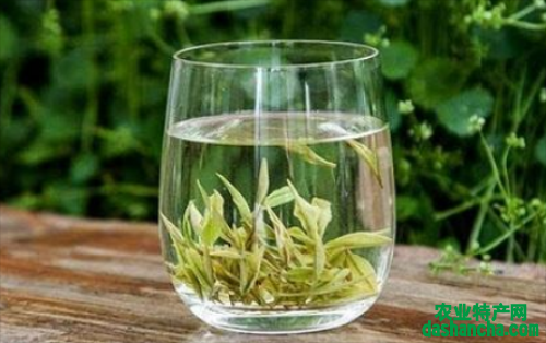  安吉白茶的特点和功效是什么 安吉白茶的功效作用及特点