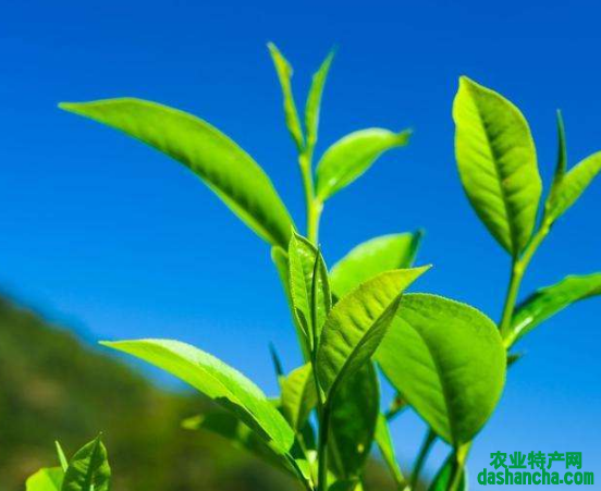  绿茶有抑制心血管疾病和助消化的功效吗 绿茶茶多酚的作用
