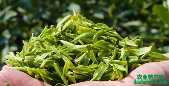  紫霞贡茶是绿茶吗 紫霞贡茶的功效与作用 减肥和美容