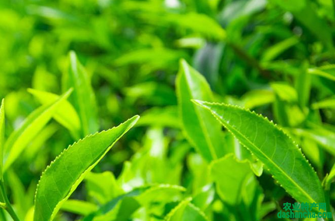  绿茶有药用价值 预防痴呆症和抗病毒灭菌的作用