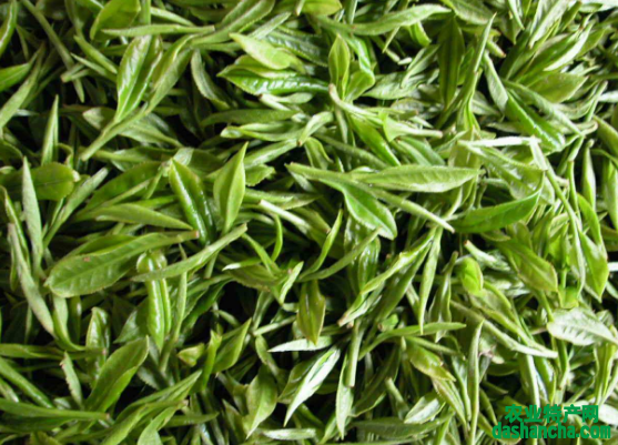  绿茶对电脑族的好处 常喝绿茶能减少辐射的伤害 绿茶有预防感冒作用