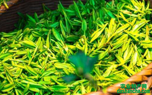  绿茶的功效 喝绿茶有抗紫外线延缓皮肤衰老的作用