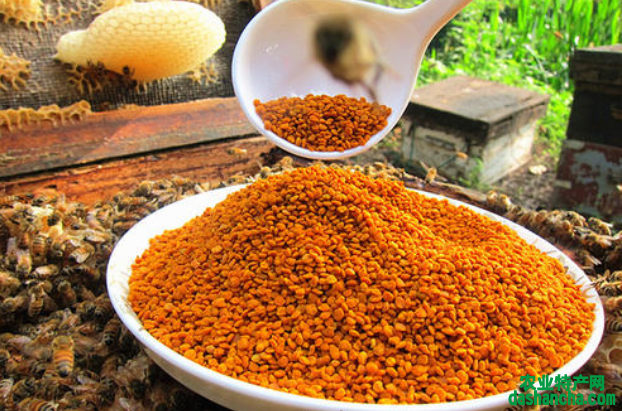  茶花粉多少钱一斤 2020茶花粉的最新市场价格详情